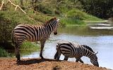 TANZANIA - Serengeti National Park - 061